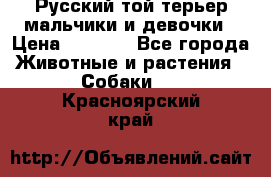 Русский той-терьер мальчики и девочки › Цена ­ 8 000 - Все города Животные и растения » Собаки   . Красноярский край